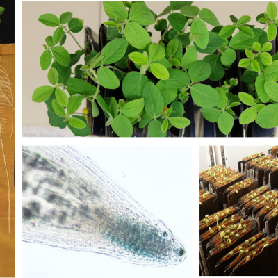 CLE peptides are critical for plant development 